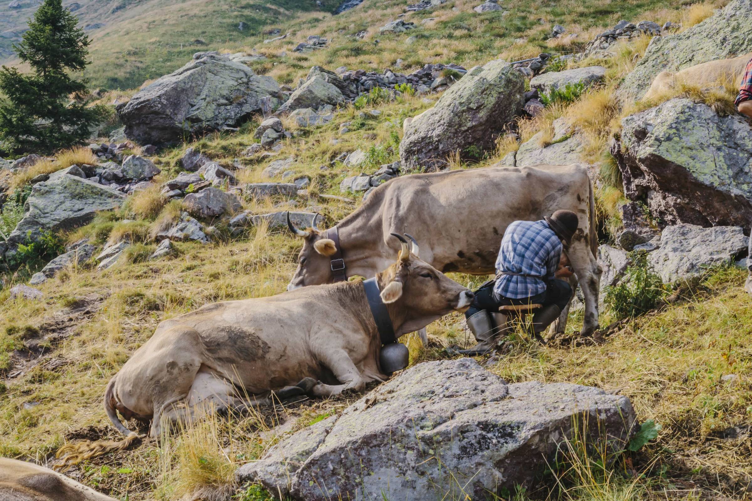 Alpeggio: cucina la montagna e riconnettiti con la natura