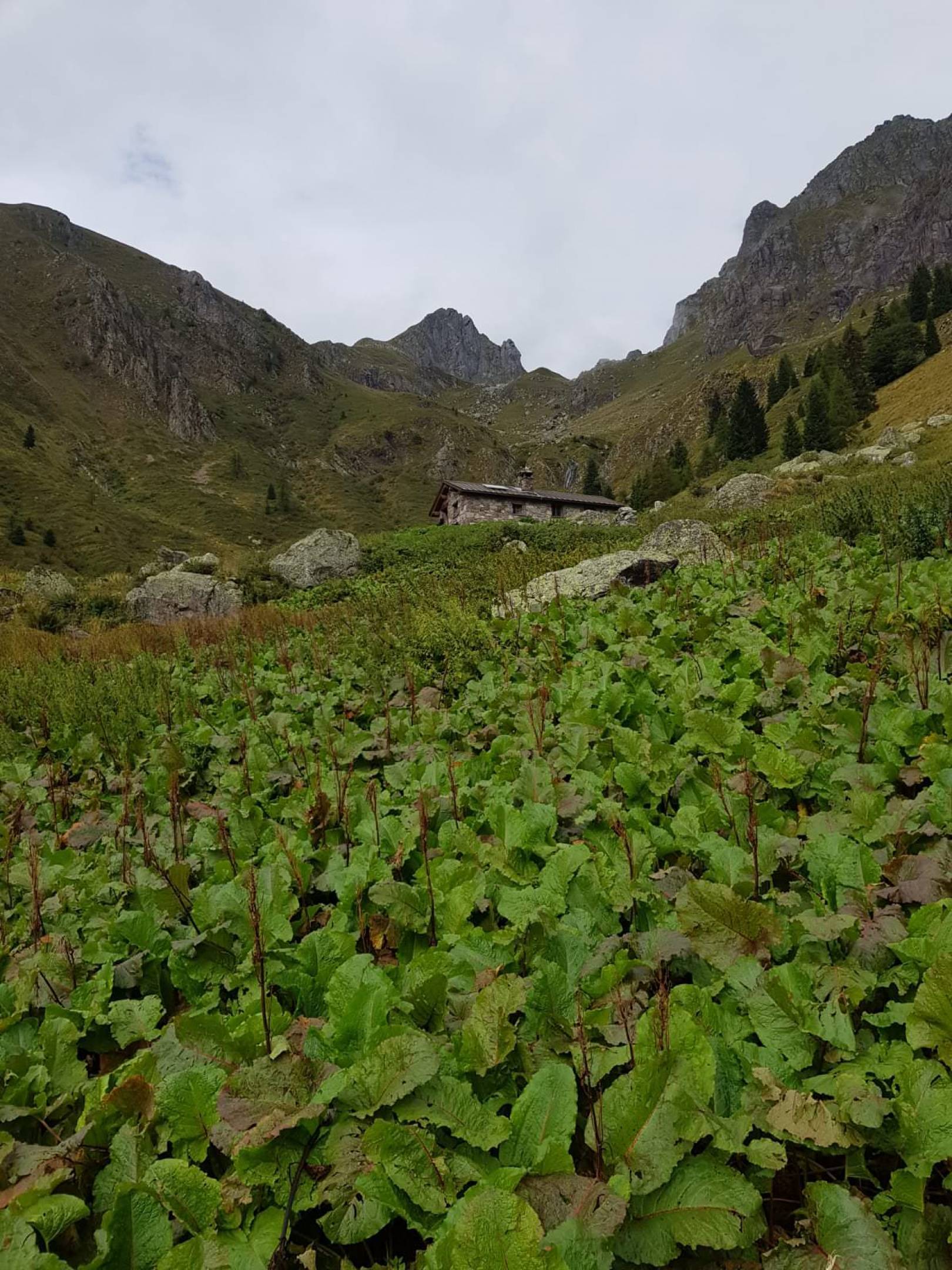 Romice Alpino: alla riscoperta di un'erba dimenticata.