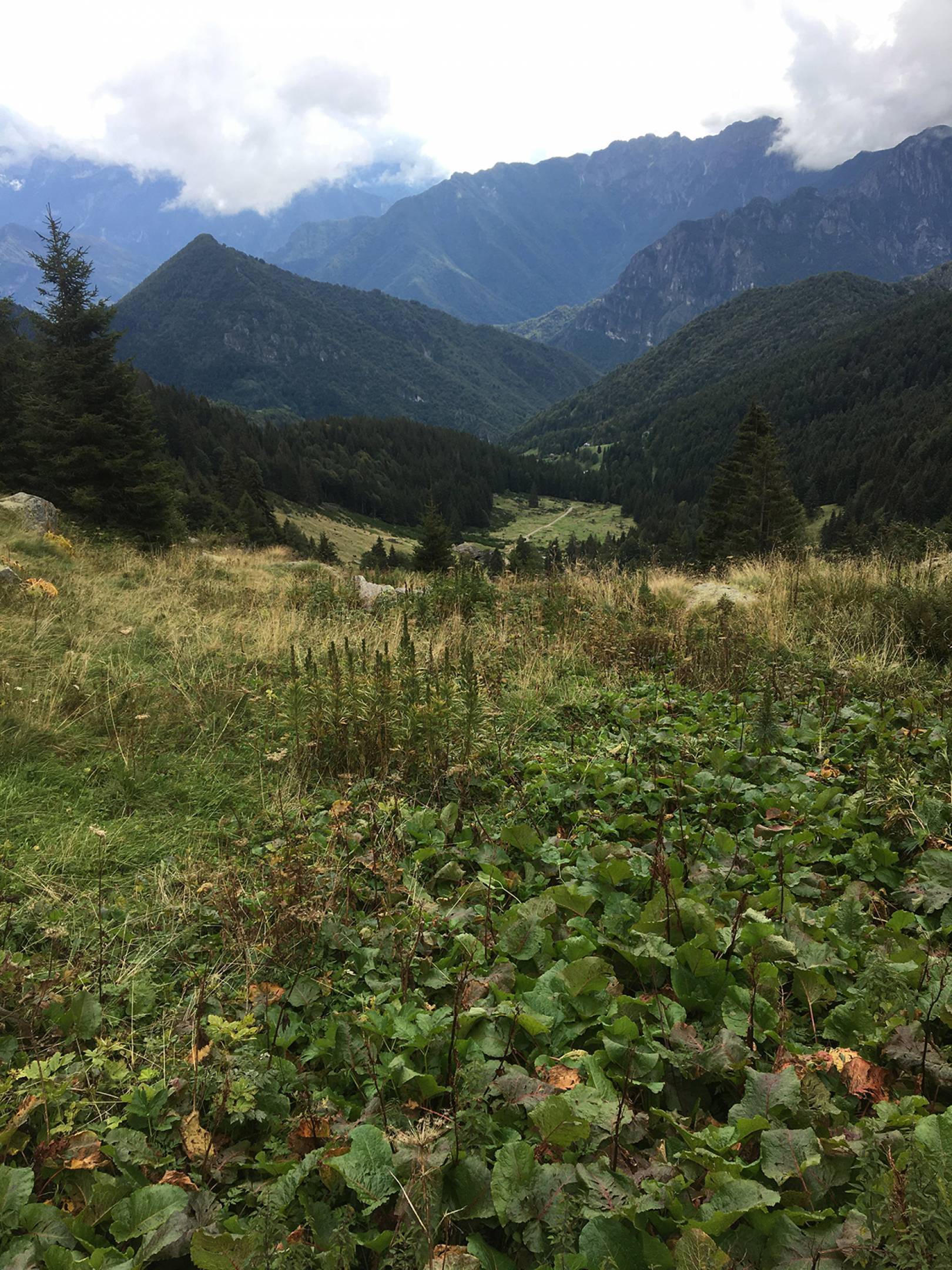 Romice Alpino: alla riscoperta di un'erba dimenticata.