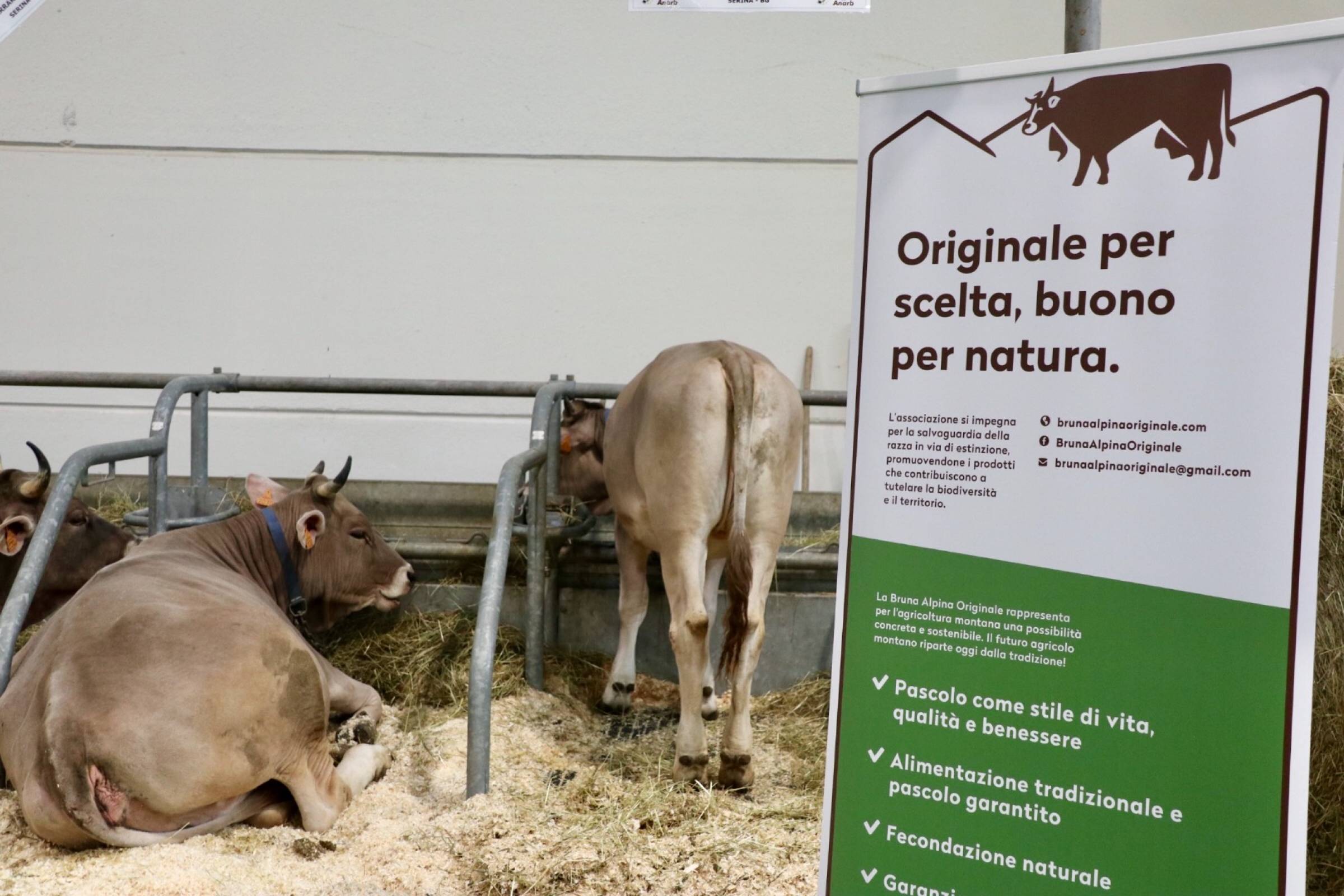 1st Presentation of the Original Brown Cow in Verona city