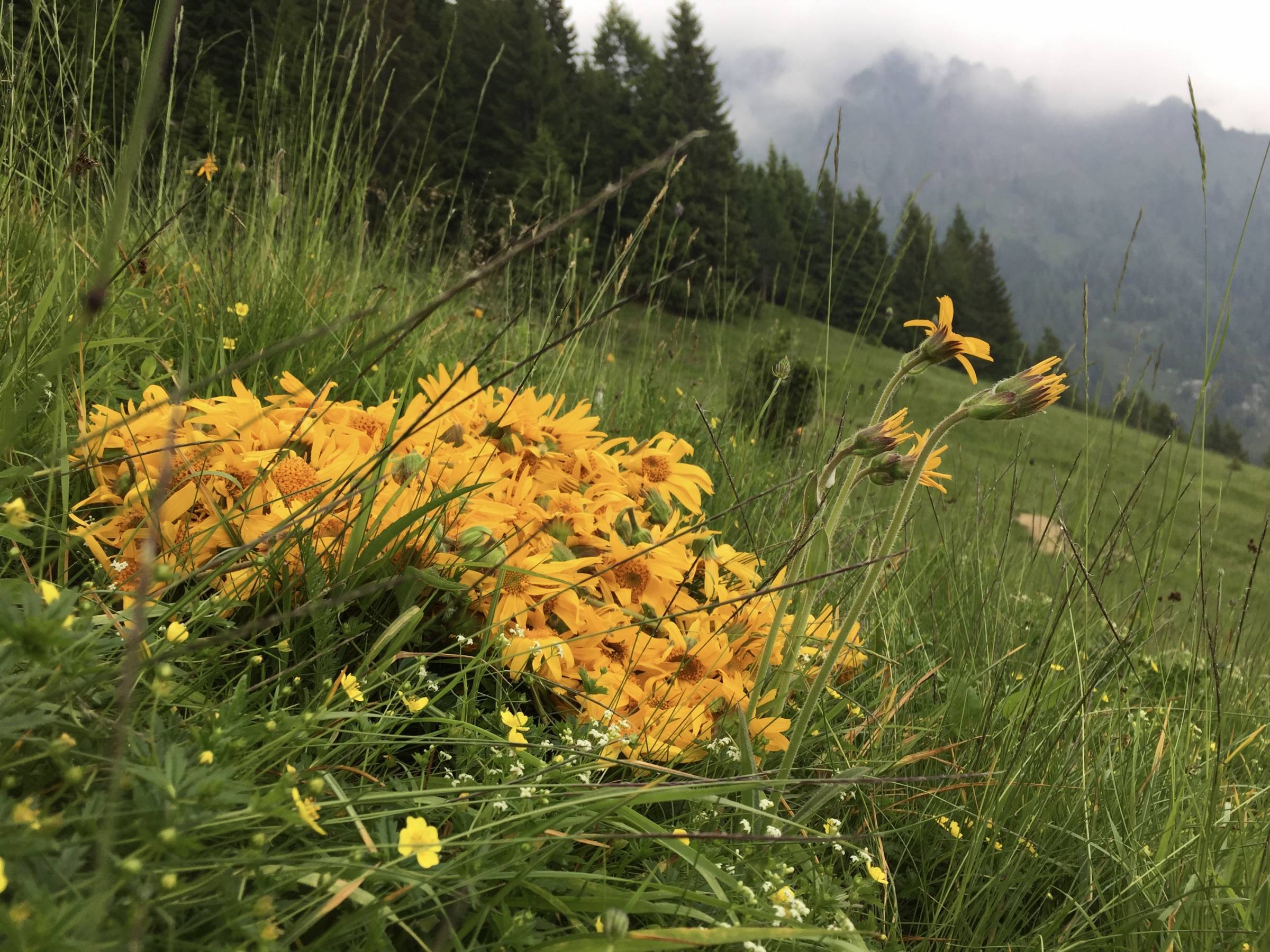 Arnica Montana - L'oro giallo delle nostre montagne